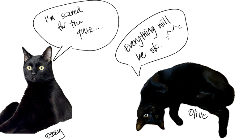 Two black cats with speech bubbles. Ozzy: &ldquo;I&rsquo;m scared for the quiz...&rdquo; Olive: &ldquo;Everything will be ok.&rdquo;